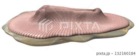 ディッキンソニア 132160184