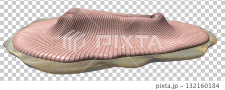 ディッキンソニア 132160184