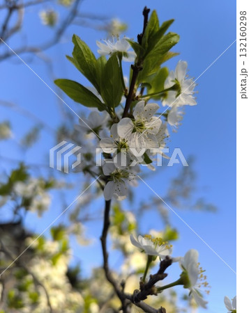Delicate White Blooms A Branch of Spring Blossom Against a Vibrant Blue Sky Backdrop 132160298