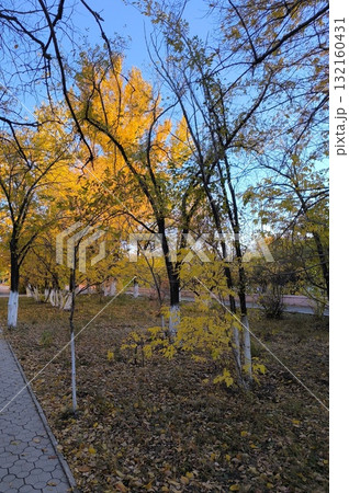 Golden Autumn Landscape with Yellow Trees and Fallen Leaves in City Park. Serene Fall Season 132160431