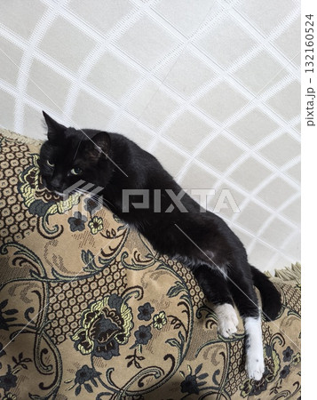 Black Cat Resting on a Couch A Serene Portrait of Comfort and Domesticity Black Cat Resting on a Couch A Serene Portrait of Comfort and Domesticity 132160524