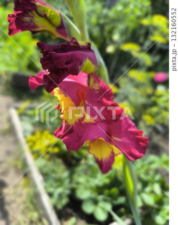 Vibrant Gladiolus Bloom A Close-Up of Nature s Colorful Beauty in the Summer Garden Vibrant Gladiolus Bloom A Close-Up of Nature s Colorful Beauty in the Summer Garden 132160552