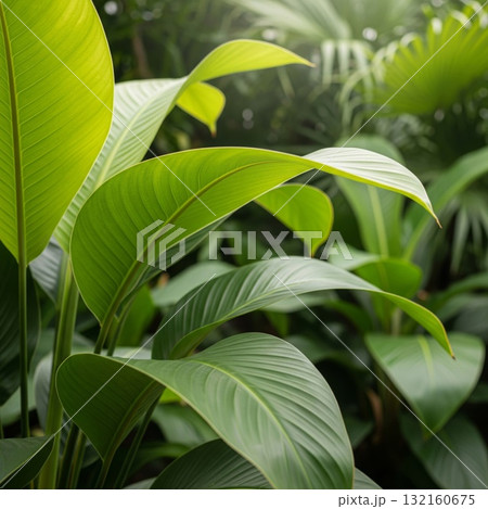 Lush Green Leaves in Tropical Garden Setting with Sunlight Lush Green Leaves in Tropical Garden Setting with Sunlight 132160675