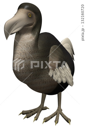 ドードー ドードー 132160720