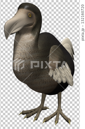 ドードー ドードー 132160720