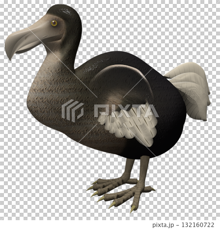 渡渡鳥 132160722
