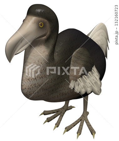 ドードー 132160723