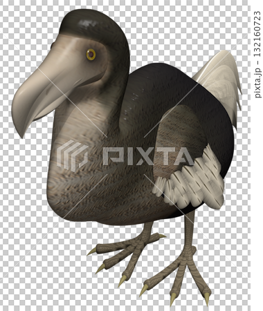 ドードー 132160723