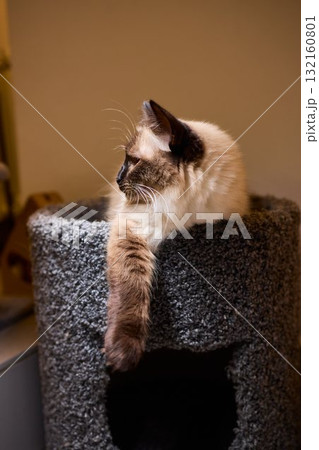 The calm cat is nestled in its cozy bed, enjoying restfulness and showing its beauty 132160801