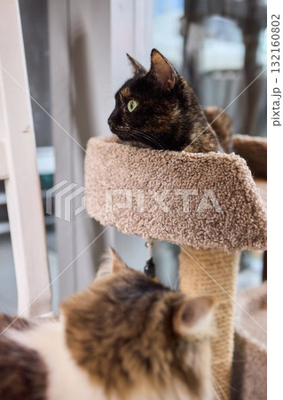 The calm cat is nestled in its cozy bed, enjoying restfulness and showing its beauty 132160802