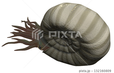 アンモナイト アンモナイト 132160809