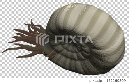 アンモナイト アンモナイト 132160809