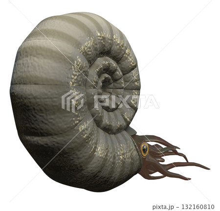 アンモナイト 132160810