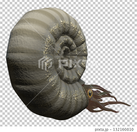 アンモナイト 132160810