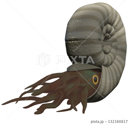 アンモナイト 132160817