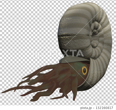 アンモナイト 132160817