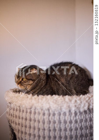 The calm cat is nestled in its cozy bed, enjoying restfulness and showing its beauty 132160819