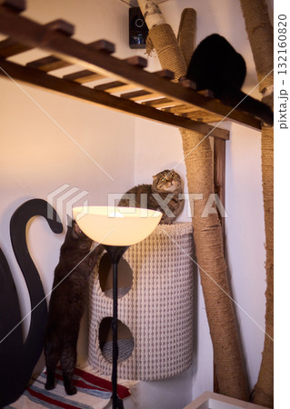 Watch the playful cats explore the Cat Tree, showing their adorable behaviors and curiosity 132160820