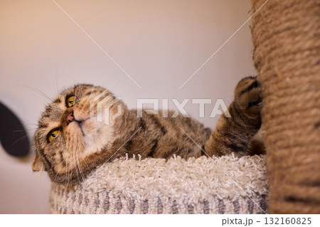 Playful Cat Yoga Enjoying a Cozy Stretching Moment Together with Your Feline Friend 132160825