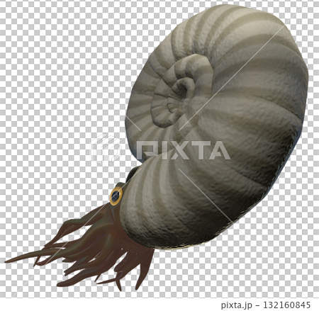 Ammonite 132160845