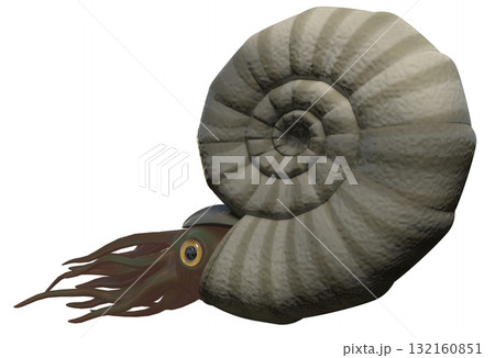 アンモナイト アンモナイト 132160851