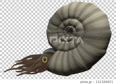 アンモナイト アンモナイト 132160851