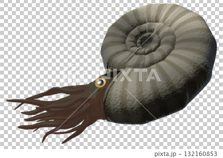 アンモナイト アンモナイト 132160853