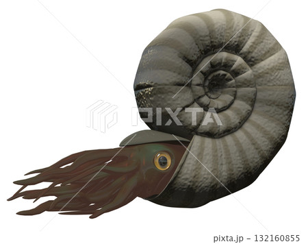 アンモナイト 132160855