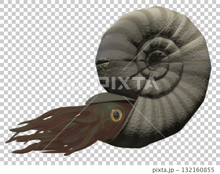 アンモナイト 132160855
