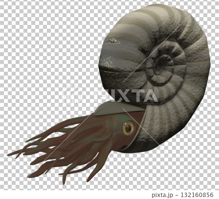 アンモナイト 132160856