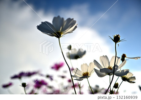 秋空に映えるコスモス　秋風に揺れる秋桜 132160939