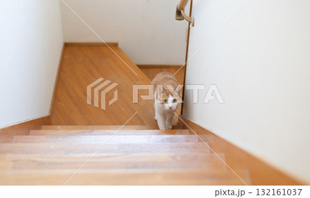 階段を上る猫　茶トラ白 132161037