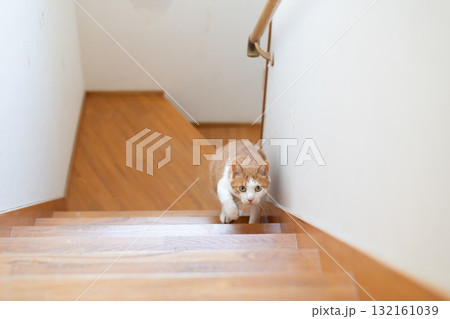 階段を上る猫 茶トラ白 階段を上る猫 茶トラ白 132161039