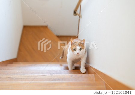 階段を上る猫 茶トラ白 階段を上る猫 茶トラ白 132161041