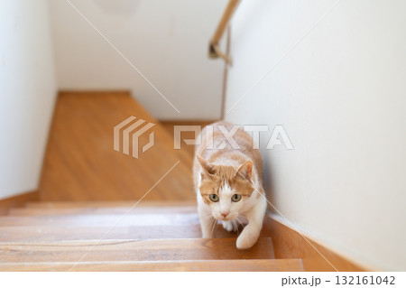 階段を上る猫 茶トラ白 階段を上る猫 茶トラ白 132161042