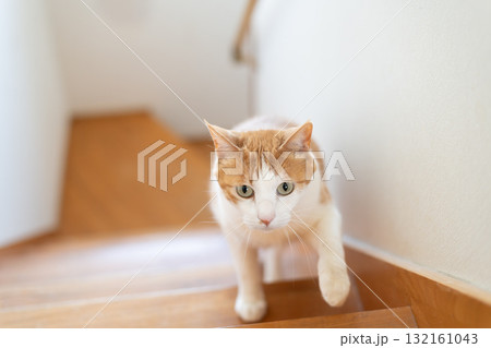 階段を上る猫 茶トラ白 階段を上る猫 茶トラ白 132161043