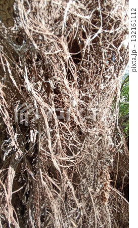 Tangled Aerial Roots of a Banyan Tree Creating a Natural Abstract Texture, Background Tangled Aerial Roots of a Banyan Tree Creating a Natural Abstract Texture, Background 132161112