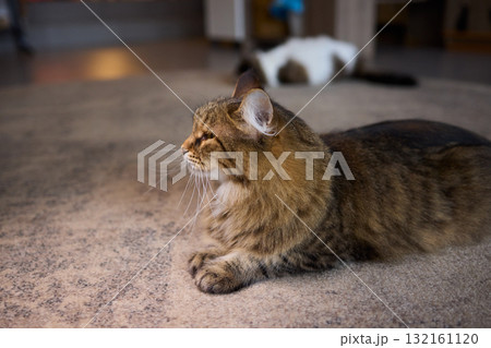 A Cute Cat lounging comfortably in a Bright and inviting Living Room filled with light 132161120