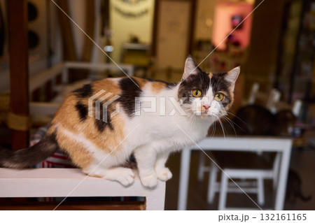 A Cute Cat lounging comfortably in a Bright and inviting Living Room filled with light 132161165