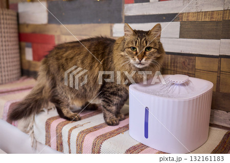 A Playful Ginger Cat at a Water Fountain Captivates with Its Adorable and Curious Nature A Playful Ginger Cat at a Water Fountain Captivates with Its Adorable and Curious Nature 132161183