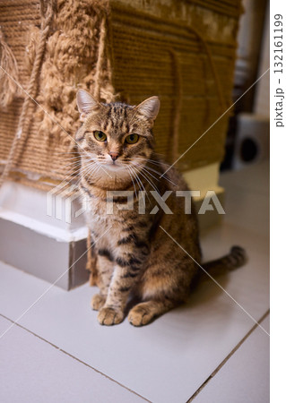 Felidae scratching wood wall, carnivore pet supply with whiskers and snout 132161199