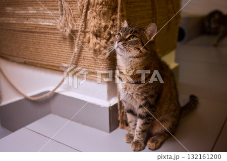 Felidae scratching wood wall, carnivore pet supply with whiskers and snout 132161200