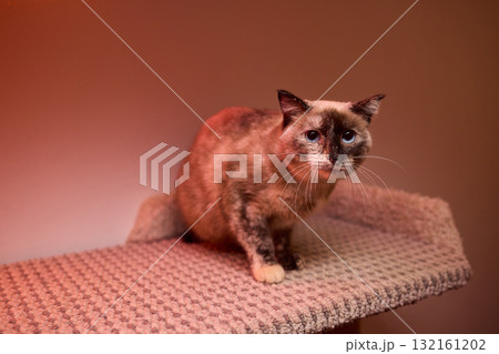 The calm cat is nestled in its cozy bed, enjoying restfulness and showing its beauty The calm cat is nestled in its cozy bed, enjoying restfulness and showing its beauty 132161202