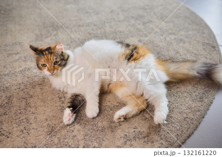 A Cute Cat lounging comfortably in a Bright and inviting Living Room filled with light 132161220