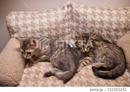 The calm cat is nestled in its cozy bed, enjoying restfulness and showing its beauty The calm cat is nestled in its cozy bed, enjoying restfulness and showing its beauty 132161241