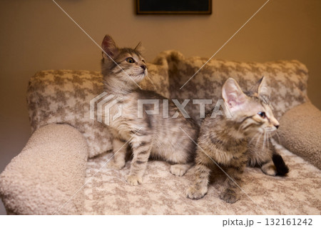 The calm cat is nestled in its cozy bed, enjoying restfulness and showing its beauty The calm cat is nestled in its cozy bed, enjoying restfulness and showing its beauty 132161242