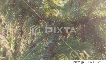 Close-up of a Lush Green Spruce Tree Branch in Natural Sunlight, Evergreen Beauty 132161259