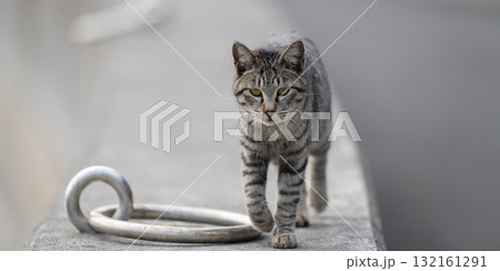 堤防を歩く猫 132161291