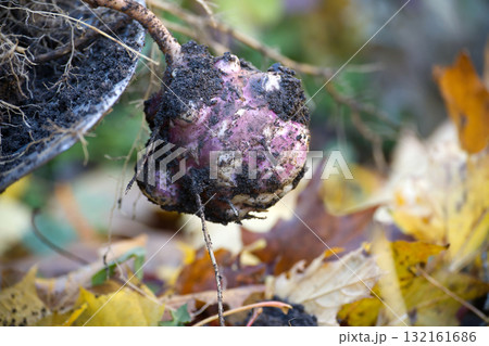 Freshly dug Jerusalem artichoke tuber with soil and roots Freshly dug Jerusalem artichoke tuber with soil and roots 132161686