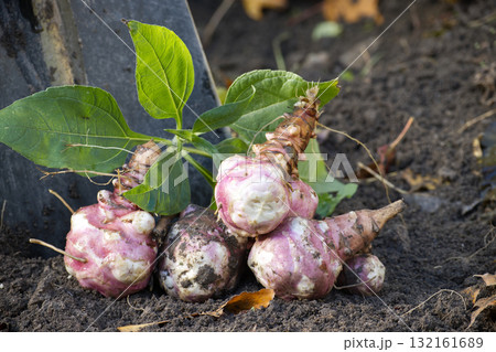 Jerusalem artichokes harvested from soil in organic garden Jerusalem artichokes harvested from soil in organic garden 132161689
